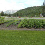 Gardens at Toad River Lodge