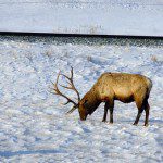 Elk in the winter